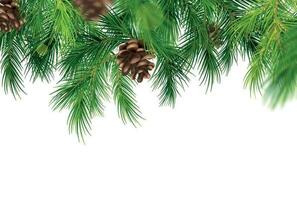 Coniferous Branches Background vector