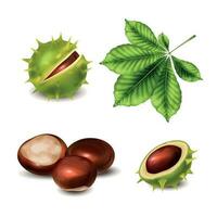 Chestnut Realistic Plant Set vector