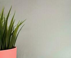 Pink plant pot with green grass with gray background photo