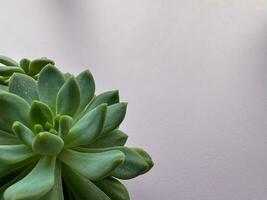 Beautiful succulent potted plant stone lotus Graptopetalum paraguayense with lavender background photo