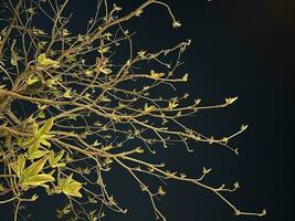 el raíces y hojas de el arboles y el cielo a noche foto