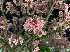 Pink cherry blossoms in the dark night with blurred background photo