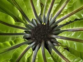 Beautiful Asplenium nidus Birds nest fern balanced radial arrangement background photo