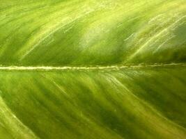 Beautiful green leaf texture background photo