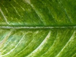 Beautiful green leaf texture background photo