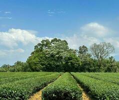 A clear sky, white flower tree tung flower and tea trees under the sun photo