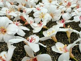 hermosa blanco flores tung flor con rojo estambres coronado foto