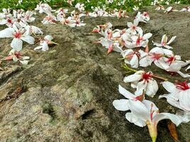 Beautiful white flowers tung flower and stone steps photo