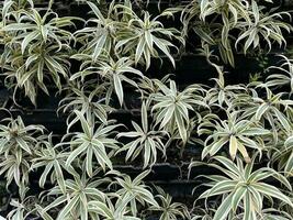 Beautiful green foliage Dracaena reflexa planting wall photo