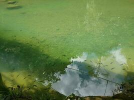 Clear lake with small fish photo