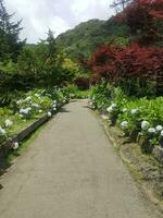 Beautiful forest trails in summer photo