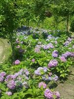 Purple hydrangea flowers on the roadside photo