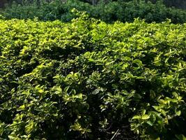 Beautiful dark green leaves in the night photo