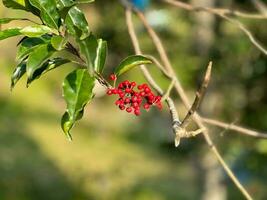 A branch of a tree with red berries and green leaves photo