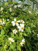 The beautiful white flowers on the roadside photo