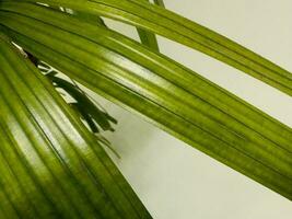 Beautiful green leaf pattern and warm white light photo