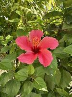 un hermosa rojo flor hibisco foto