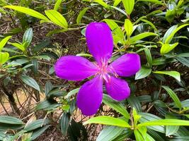 The beautiful purple flower Princess Flower photo