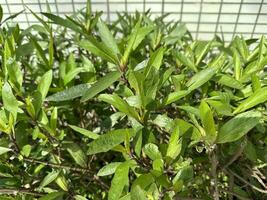 verde plantas y blanco losas debajo el luz de sol foto