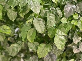 hermosa verde hojas radermachera hainanense arreglo foto