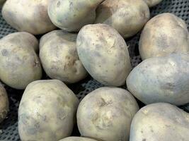 Fresh potatoes with soil vegetable photo