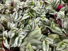 Beautiful green leafy Commelina purpurea potted plants photo