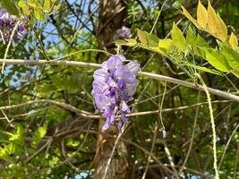 Wisteria flowers under the sun photo