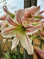 Beautiful white red flowers Amaryllis under the sun with clear blue sky photo