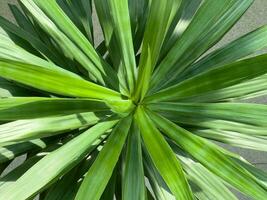 Beautiful green leaves pandan leaf under the sun photo