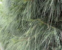 Filled with green fine leaf arrangement Casuarina photo