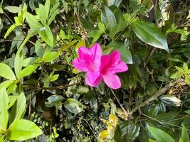 A pink flower is blooming on a vine. photo