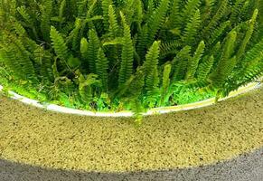 Beautiful green fern Nephrolepis cordifolia with light bar decoration photo