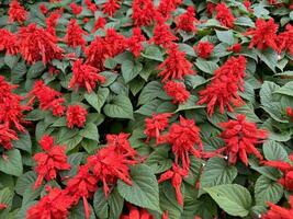 hermosa rojo flores escarlata sabio y verde hojas foto