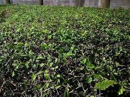 Beautiful dark green leaves in the night photo