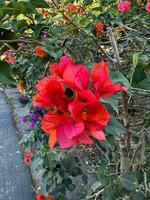 rojo flores en el borde del camino buganvillas foto