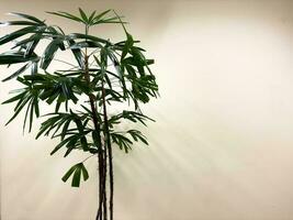 Decorative tree with potted plants and white walls photo