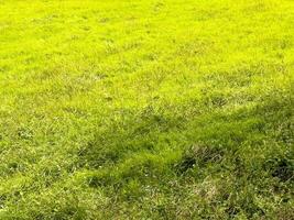 Freshly colored grassland in spring photo