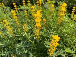 Beautiful yellow flowers in winter under the sunlight yellow lupine photo