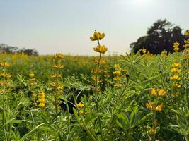 Beautiful yellow flowers in winter under the sunlight yellow lupine photo