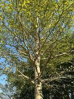 Tall trees with lush green leaves photo