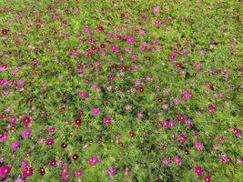 purple red cosmos sea of flowers photo