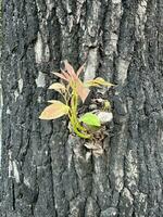 New shoots on the trunk of a tree photo