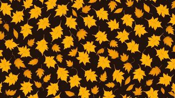 Classical yellow maple leaves with dark background photo