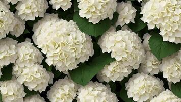 white hydrangea flower blossom tile seamless repeating pattern photo