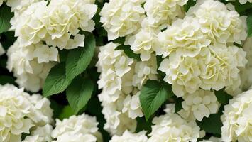 white hydrangea flower blossom tile seamless repeating pattern photo
