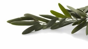 Olive Leaf Painting white background Decoration AI generated photo