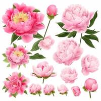 set of elements of a pink peony flower, its buds and leaves. photo