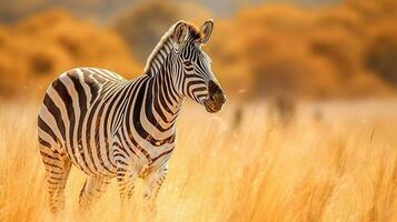 zebra in the national nature park, banner made with Generative AI photo