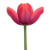 tulpan blomma ClipArt transparent png - generativ ai