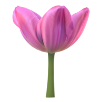 Tulip Flower Clipart Transparent - png